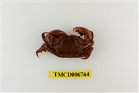 藏品(絨毛近方蟹)的圖片